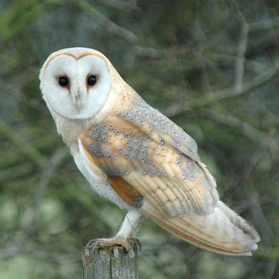 Barn Owl Bto British Trust For Ornithology 